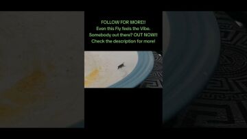 Check my YouTube Homepage for links to my Spotify &amp; more #bugslife #mysterious @SonyMusicUK